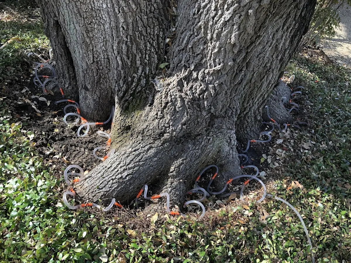 Detailed Tree Cabling and Bracing job site in Emmet